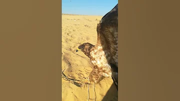 طائر العقاب 