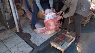 Mersinde Dev Köpek Balığı Balıkçıların Ağına Takıldı
