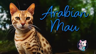 Arabian Mau: The Natural Desert Beauty by Kitty Cat Magic 53 views 6 months ago 42 seconds