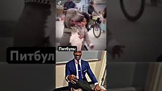 Питбуль Соло😮‍💨 #Meme #Viral #Memeviral