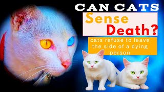 Can Cats Really Detect Impending Death? One Special Cat With A Special Sixth Sense