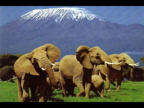 Video: Parque Nacional Amboseli. Kenia