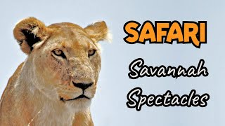 🌞 Savannah Safari Spectacles: Exploring Africa's Wildlife Wonders 🦁