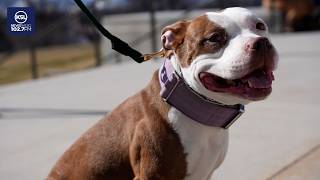 'Biscuits Bill' could change the fate of rescued animals