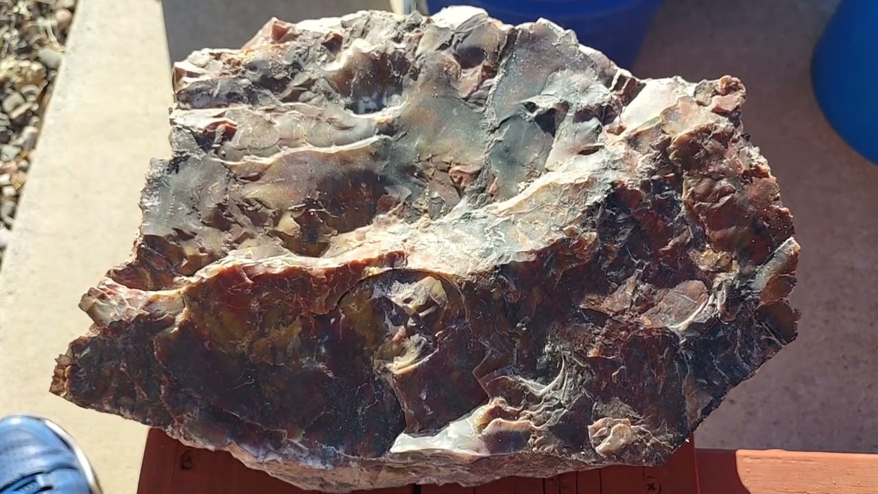 DoBell Rainbow Petrified Wood