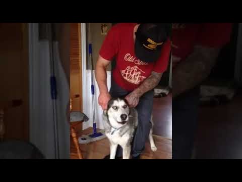 Βίντεο: Πώς να διδάξει το Husky σας να καθίσει