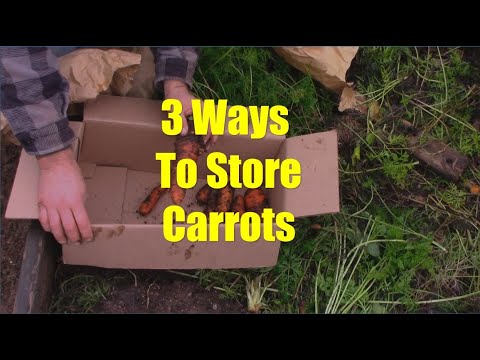 Video: How to store carrots for the winter at home