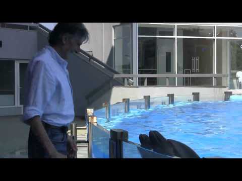 ბათუმის დელფინარიუმი  .f4v