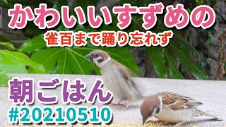 雀 百 まで 踊り を 忘れ ず