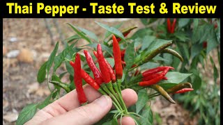 THAI PEPPER  Taste Test & Review