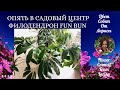 ОПЯТЬ В САДОВЫЙ ЦЕНТР ЗА НОВИНКОЙ | ФИЛОДЕНДРОН FUN BUN (GOELDII)  4К