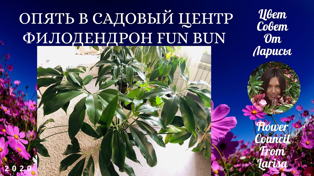 ОПЯТЬ В САДОВЫЙ ЦЕНТР ЗА НОВИНКОЙ | ФИЛОДЕНДРОН FUN BUN (GOELDII)  4К