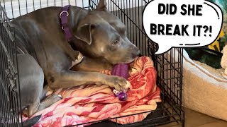 HGB Squeaky Dog Toys for Aggressive Chewers, Tough Indestructible Dog Chew Toy Review #sponsored