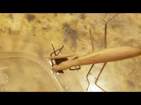Praying Mantis vs Common House Spider