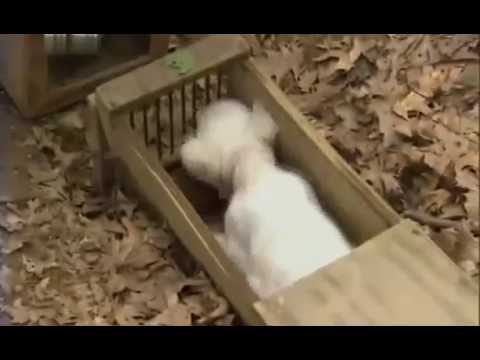 Особенности породы Вест хайленд уайт терьер