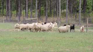 Spanish Goats And Gulf Coast Sheep