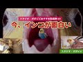 【今、インコが面白い】〜スタジオ・ポポピピおすすめ動画集’23〜　#オカメインコ　#コザクラインコ　#セキセイインコ