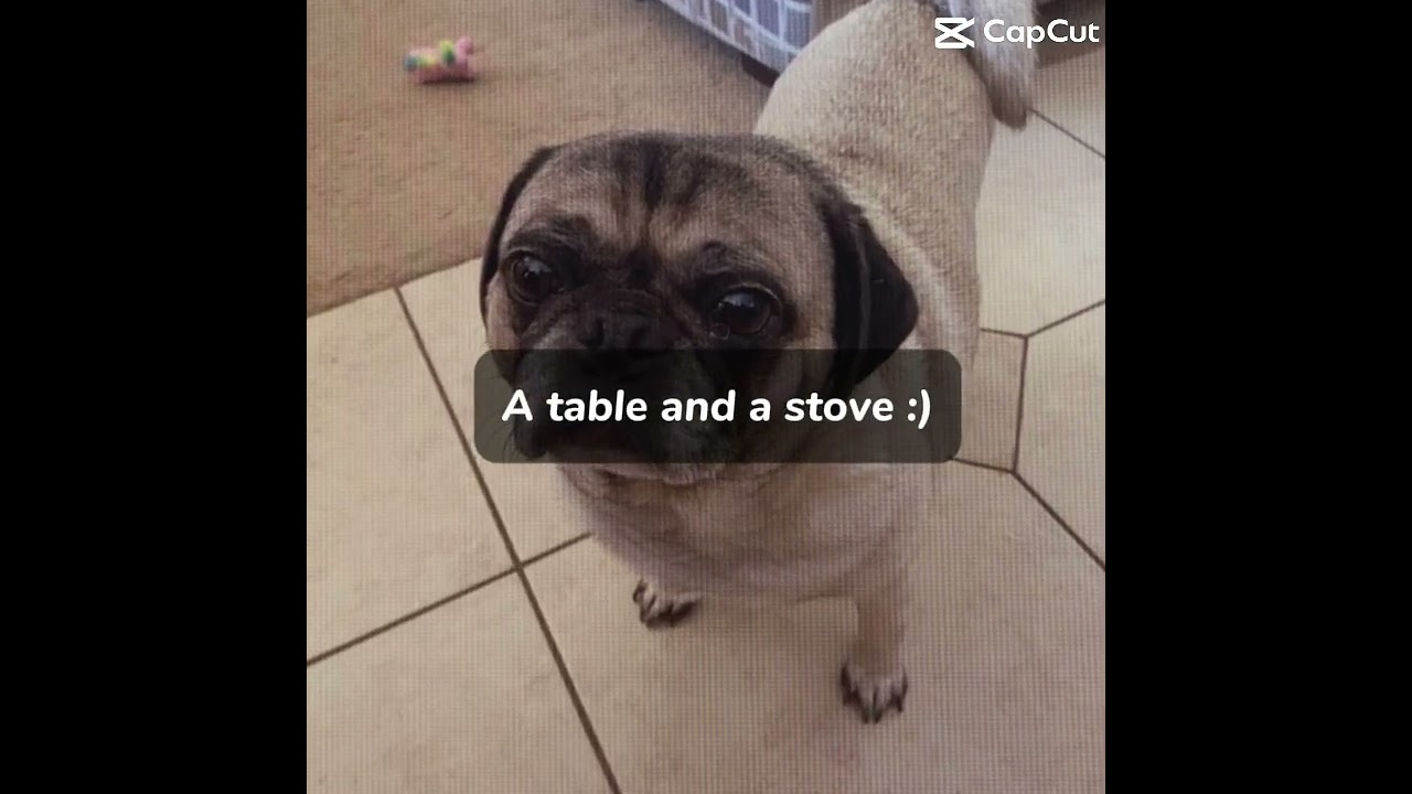 Conway pug :) 