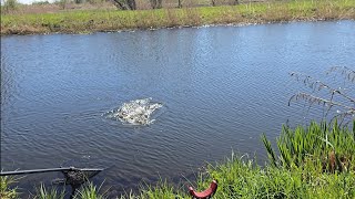 Friedfisch angeln am Kanal die großen beißen endlich wieder ! #fishing #fishingvideo #carpfishing 
