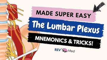 Lumbar Plexus branches with Mnemonic [Lower Limb Anatomy]
