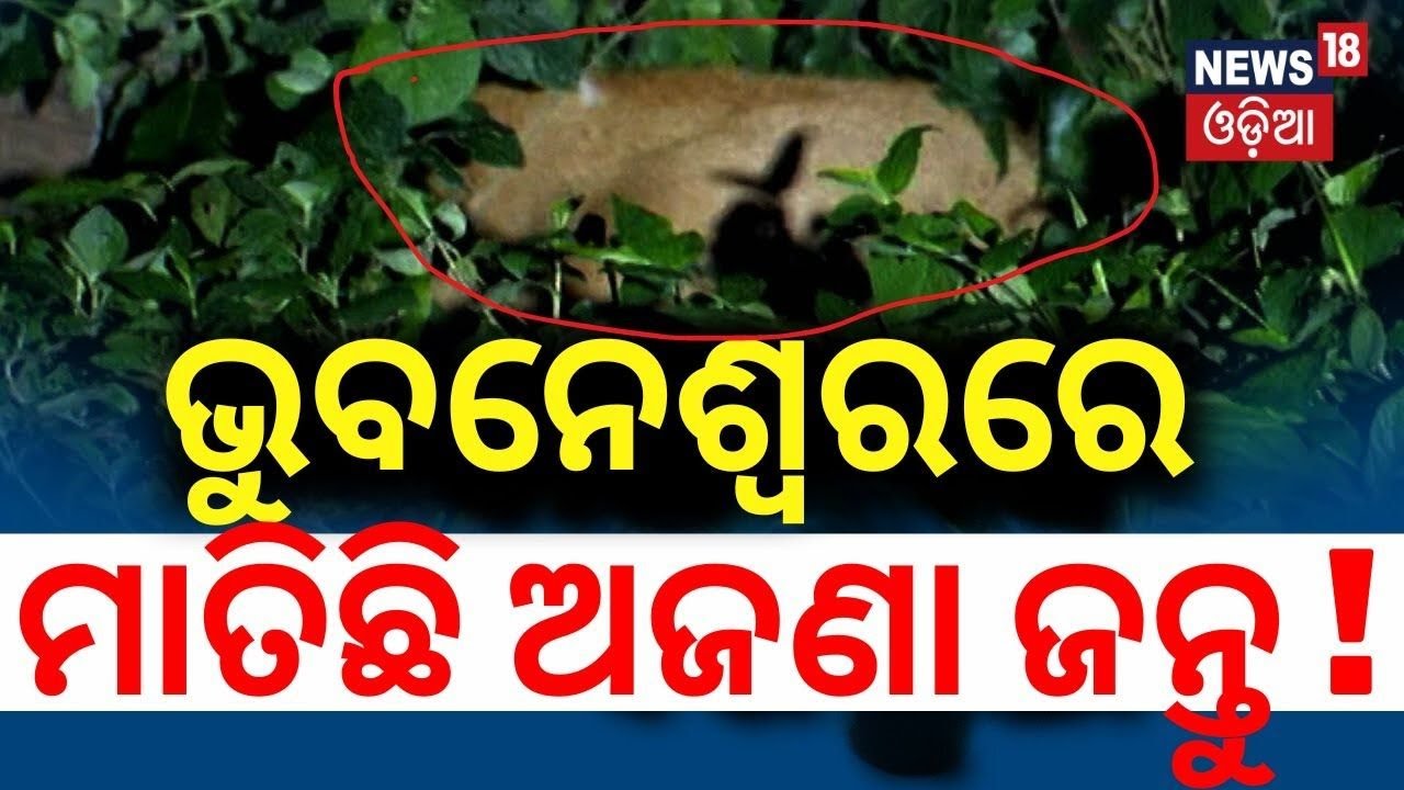 Livre; ଭୁବନେଶ୍ବରରେ ମାତିଛି ଅଜଣା ଜନ୍ତୁ !  Leopard In Bhubaneswar Airport ! Tiger In Bhubaneswar