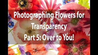 Photographing Flowers for Transparency | Part 5: Over to You!  |  Harold Davis screenshot 5