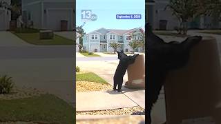 Panama City man encounters bear near trash cans