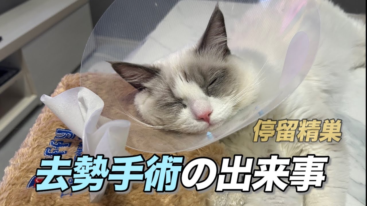 【停留精巣】去勢手術を乗り越えたゆきちゃん/Yuki’s Recovery After Neutering Surgery