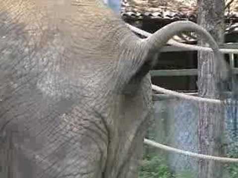 Video: Elefantenstuhl für Kinder