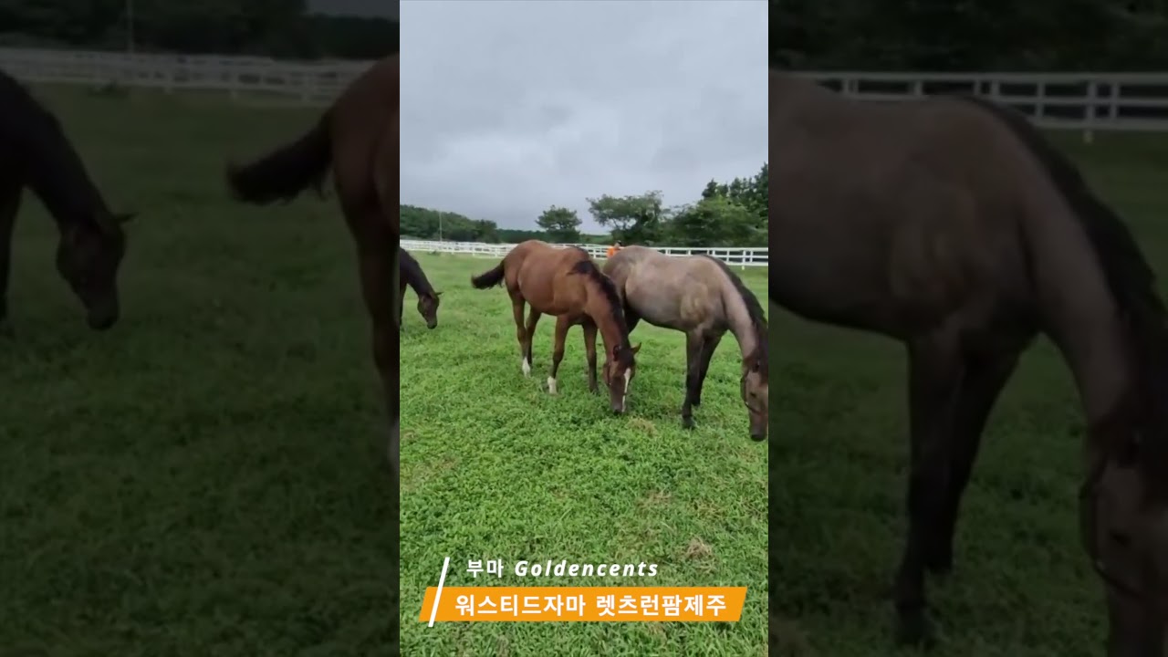 워스티드자마 - 부마 goldencents