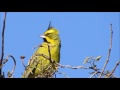 Aves de Argentina: VOCES. Volumen I   Reserva Ecológica Costanera Sur.