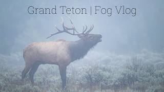 A Morning Photographing Elk In Grand Teton N.P. - The Fog Vlog