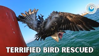 Terrified Bird Rescued