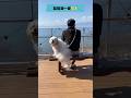369Terrace Cafe 近江八幡🐶🐾 #shorts #犬連れ旅行 #愛犬 #キャバション #ちょもらんま #犬 #犬動画 #dog #dogshorts