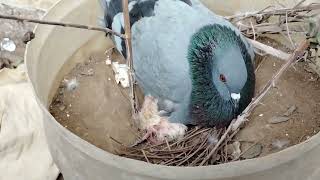 new born baby of pigeon # beautiful nature # best mother for her child #youtubeshorts #youtube