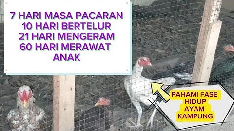KONSEP BARU‼ 7-10-21-60 ADALAH RAHASIA KUNCI SUKSES DALAM BERTERNAK AYAM💥