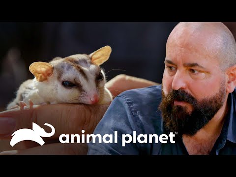 Vídeo: Impresión Seleccionada De INS En El Marsupial