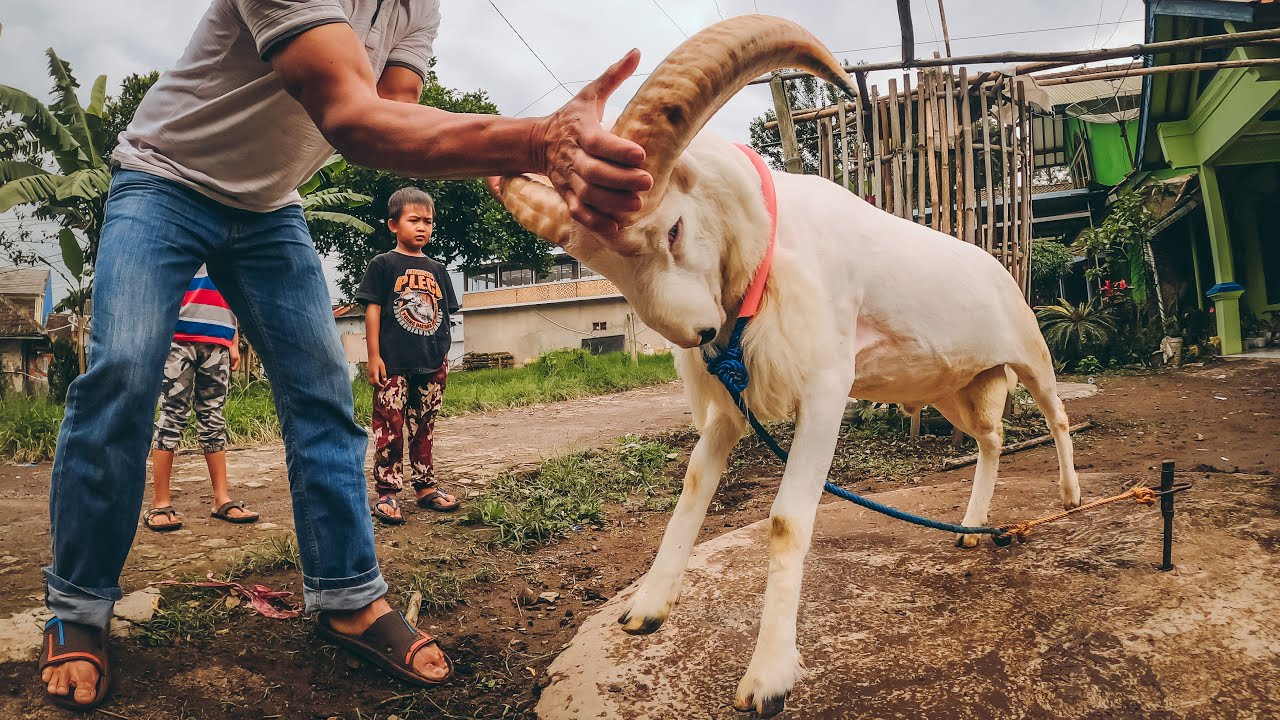 Domba Garut Calon ISTIMEWA, Baru Usia 10 Bulan || Prospective Sheep Special