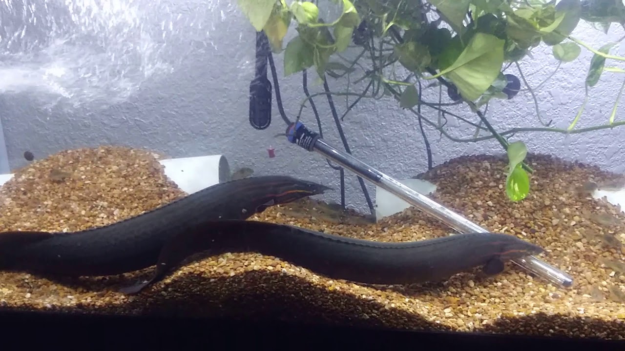 Pair of 30 inch Fire Eels (mating pair) Rare - YouTube