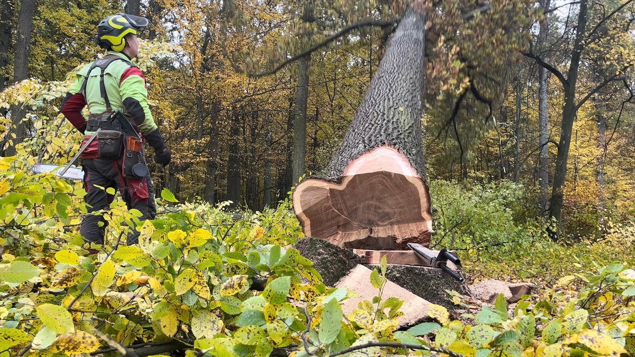 Těžba dřeva - stihl MS 462 - kácení velkého dubu 🌳