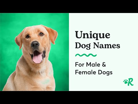 215 Rare Dog Names That Are Unique, Unusual, & Uncommon