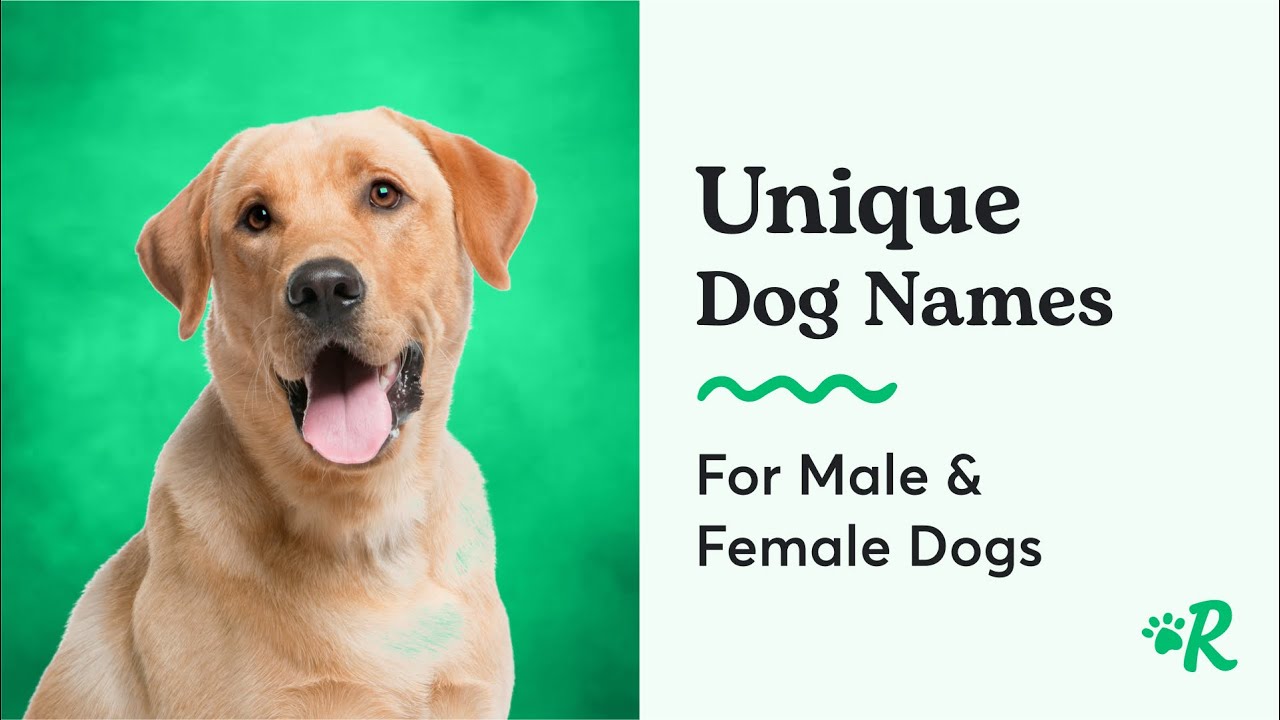 215 Rare Dog Names That Are Unique, Unusual, & Uncommon