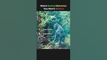 Weird Animal Behavior You Won’t Believe