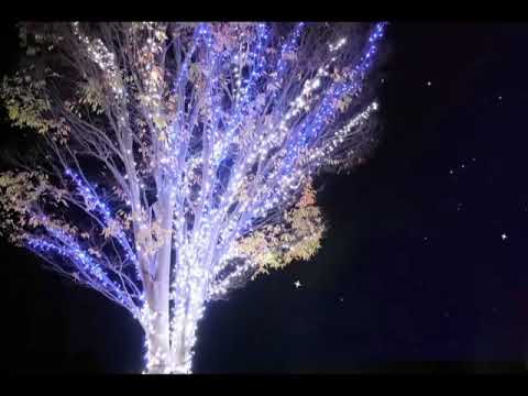 [Sotto-Uta 199　SCARS　ジャニーズWEST  2010's]  平成大人歌  covered by nalutsuki
