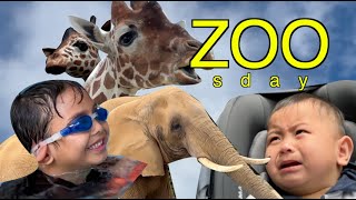 Colchester Zoo and Holiday Inn Pool | Bjorn @ 6