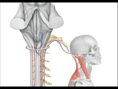Vidéo: Stimulation électrique Brève Peropératoire Du Nerf Spinal Accessoire (BEST SPIN) Pour La Prévention Du Dysfonctionnement De L'épaule Après Dissection Oncologique Du Cou: Un Es