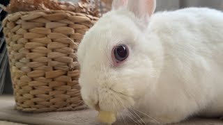 Surprising Noises Cute White Rabbit ASMR | Apple