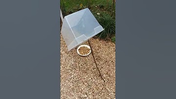 Homemade Squirrel TRAP!