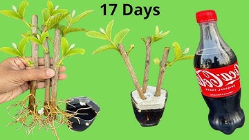 Surprisingly, the method of propagating guava with coca cola