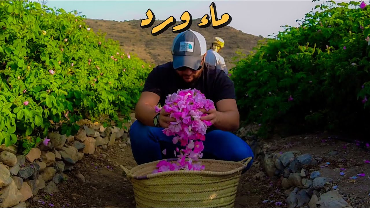 ورد مُقطر في جبل عُمان الأخضر 🇴🇲